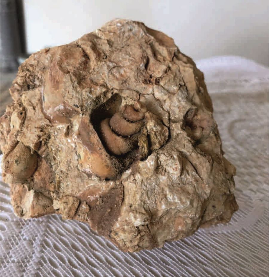 Siverek’te yıllar öncesine ait fosil taşları bulundu!