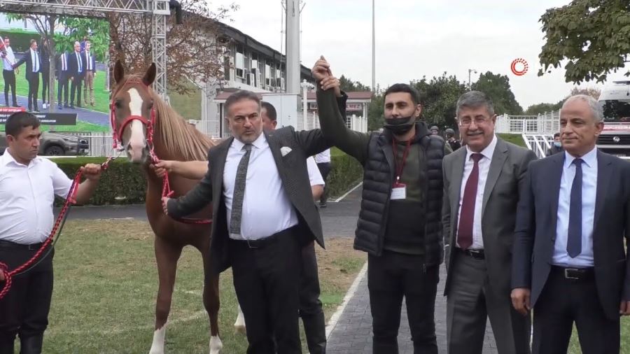 TİGEM  atları Tarihin en yüksek fiyatına satıldı: Yeni sahibi Suruçlu oldu