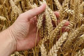 Buğday ve Arpaya yapılan zam oranı belli oldu