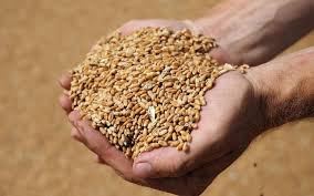  Buğday ve arpa alım fiyatları belli oldu