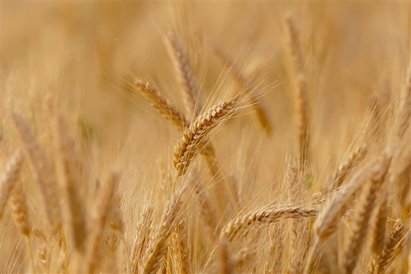25 bin ton Rus buğdayı Mali Cumhuriyeti