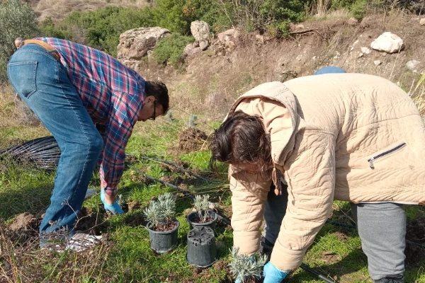 Bornova Belediyesi’nden arıcılara lavanta desteği