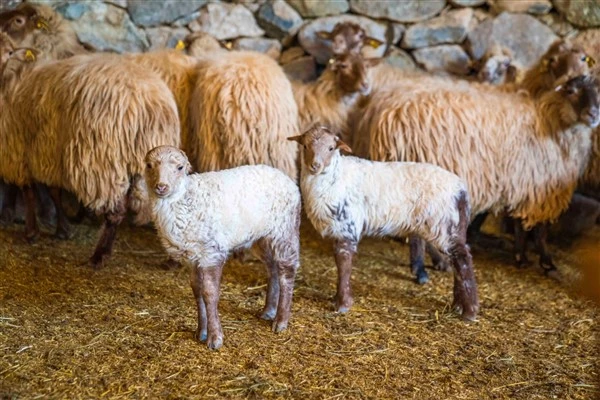 Kaçeli koyunlarının ilk yavruları Olivelo