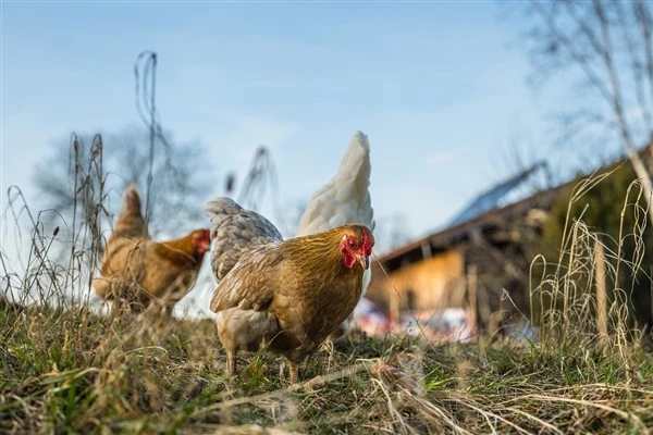 TÜİK- Tavuk yumurtası üretimi 2023