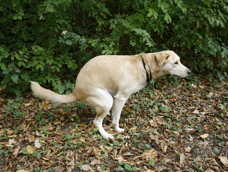 Köpek dışkısı problemine önlem olarak köpeklere DNA testi yapılacak