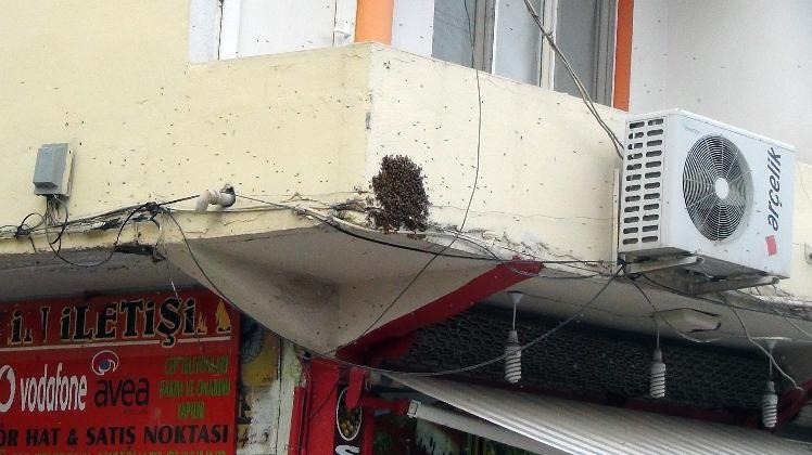 Ceylanpınar da Caddeyi basan arılar, yaya trafiğini altüst etti