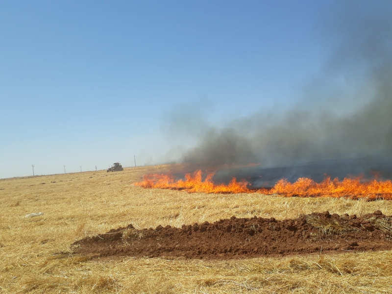 Ceylanpınar Sınırındaki Anız Yangını Korkuttu