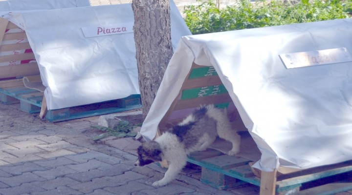 Piazza`dan Örnek Davranış; Sokak Hayvanlarına Yuva Desteği