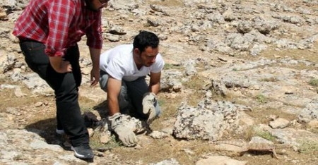 Suriye Sınırında Bulanan `Çöl Varanı` Doğaya Bırakıldı
