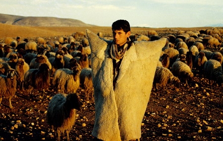 Urfa`da 3 Bin Lira Ücretle Çoban Bulamıyorlar