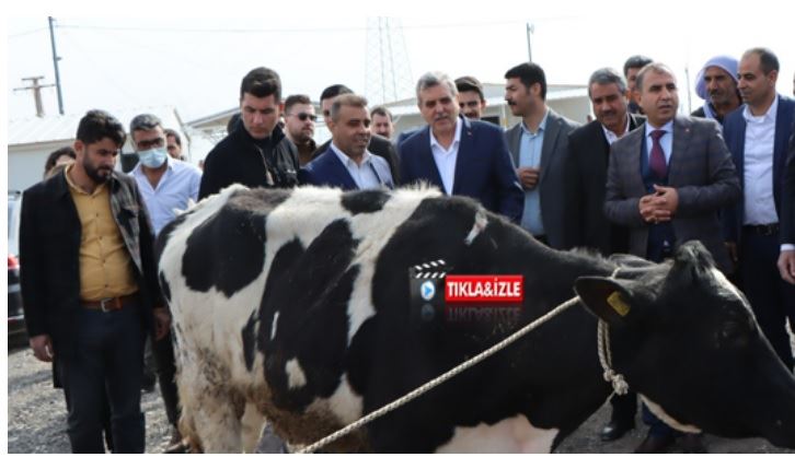 ŞANLIURFA BÜYÜKŞEHİR’DEN HAYVANCILIĞA DESTEK