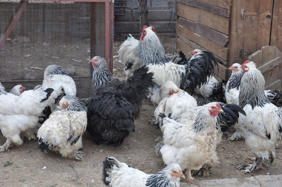 Ceylanpınar’da okul bahçesi tavuk çiftliğine dönüştü