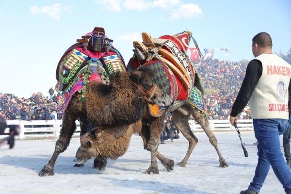 Geleneksel Deve Güreşleri Festivali, 21 Ocak’ta Efes Selçuk’ta başlıyor