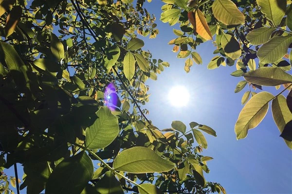 Hava sıcaklığı mevsim normalleri üzerinde seyredecek 