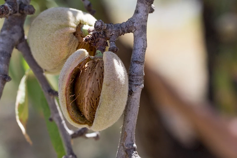 Agrotech, kefalet esaslı bahçe bakım sözleşmesi