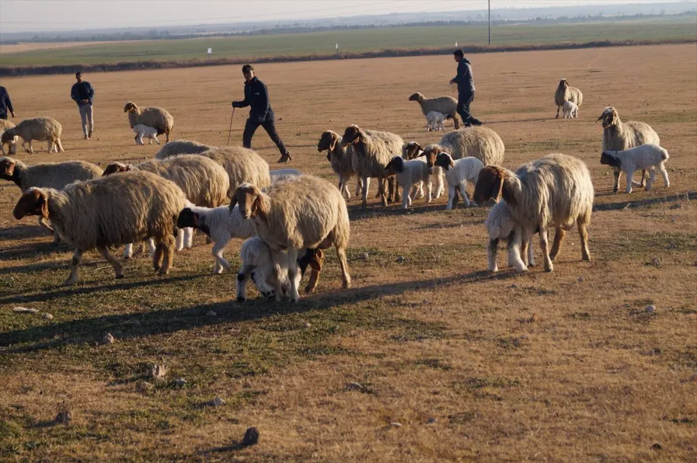 Ceylanpınar Tigem