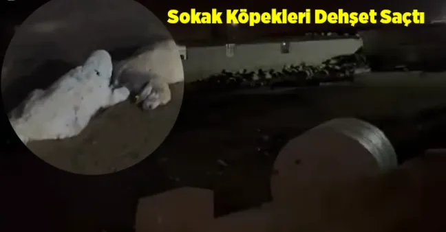 Sokak Köpekleri Saldırdı 30 Kuzu Telef Oldu!
