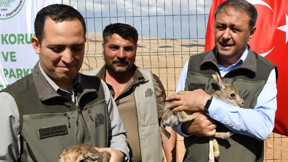 Urfa Ceylanları Artık Sadece Türkülerde Değil Doğal Hayatta da Yaşatılıyor