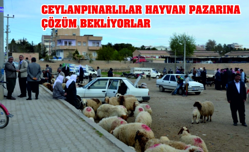 Ceylanpınar Hayvan Pazarına bir çözüm bulunsun..