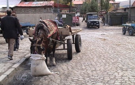 Ceylanpınar?da at arabalar, resmen yasaklandı