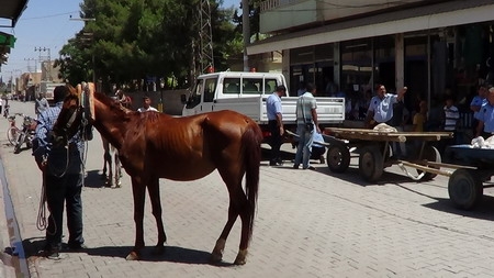 Ceylanpınar?da zabıta ile at arabacılar kavga etti