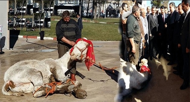 Urfalılar Bakana Deve Kurban Etti